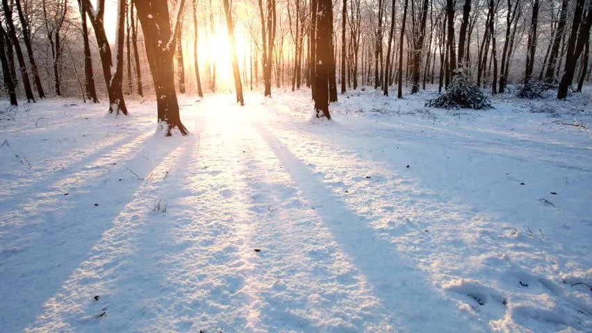 Sunset in a winter forest.